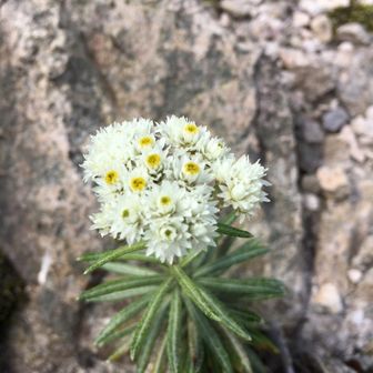 シャンピニオン