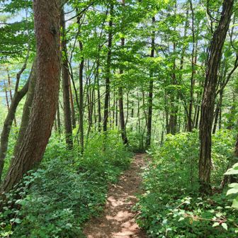 下山道は涼しくて快適🌿