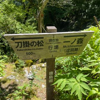 ここは少し先に進みと一ノ森方面と剣山山頂への分岐点が、あります。