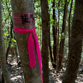 ピンテあり　急坂
こんな脚の疲労は久しぶり🦵
ゆっくり降りました
一回尻もち着いた