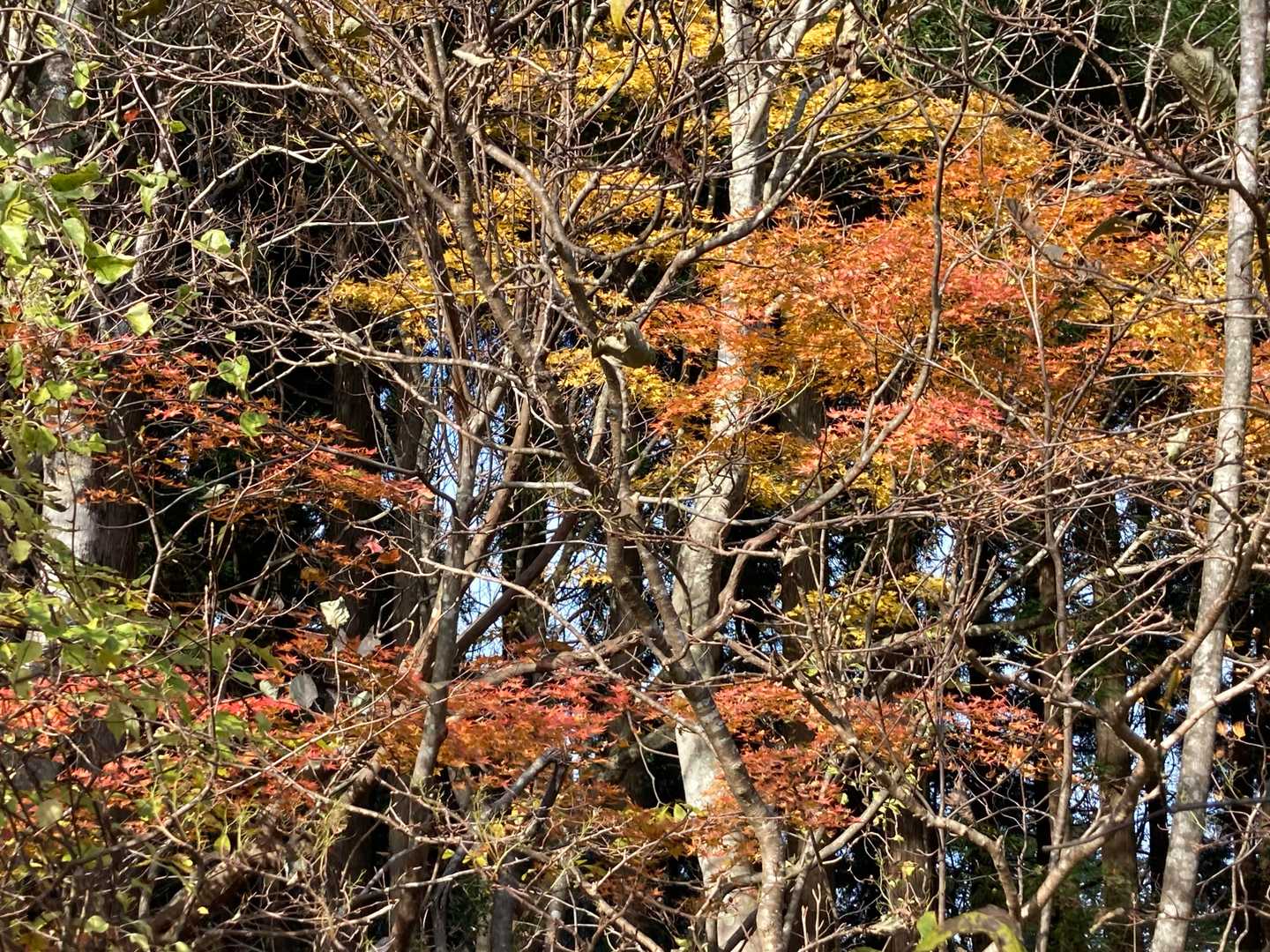 八乙女山五合目登山口-八乙女山-栃原峠-大寺山 往復コースの写真