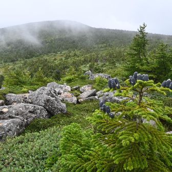 向こうがきっと西吾妻山