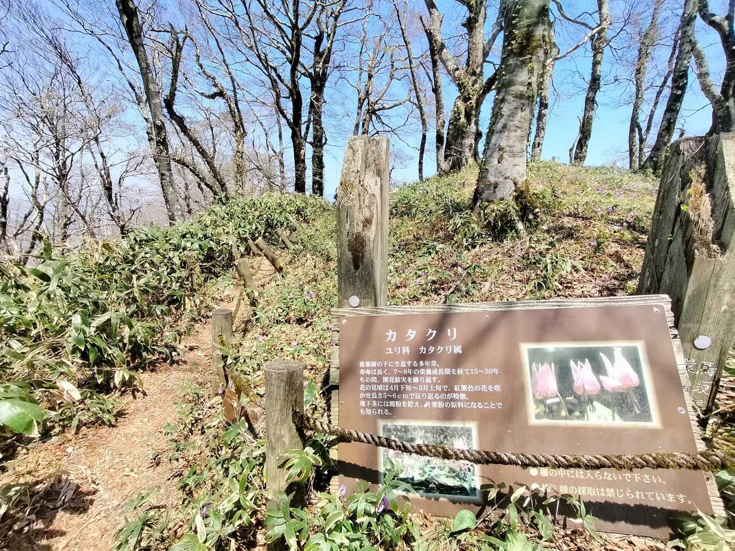 カタクリは7年目で花を咲かせて20年ほど寿命あるという凄い生体です🥸