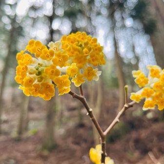 お山入ってしばらくすると今年初のミツマタ〜