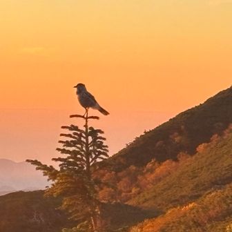 鳥さんも朝日を眺めているのかな？