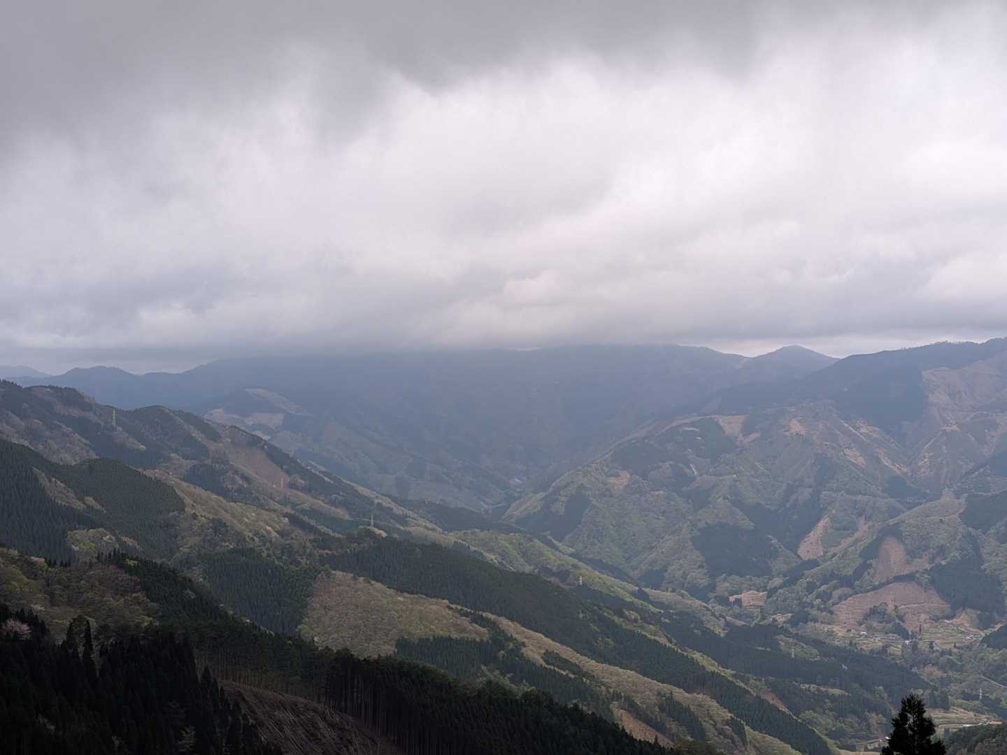 伐採地から向坂山、ガスって見えん🥹