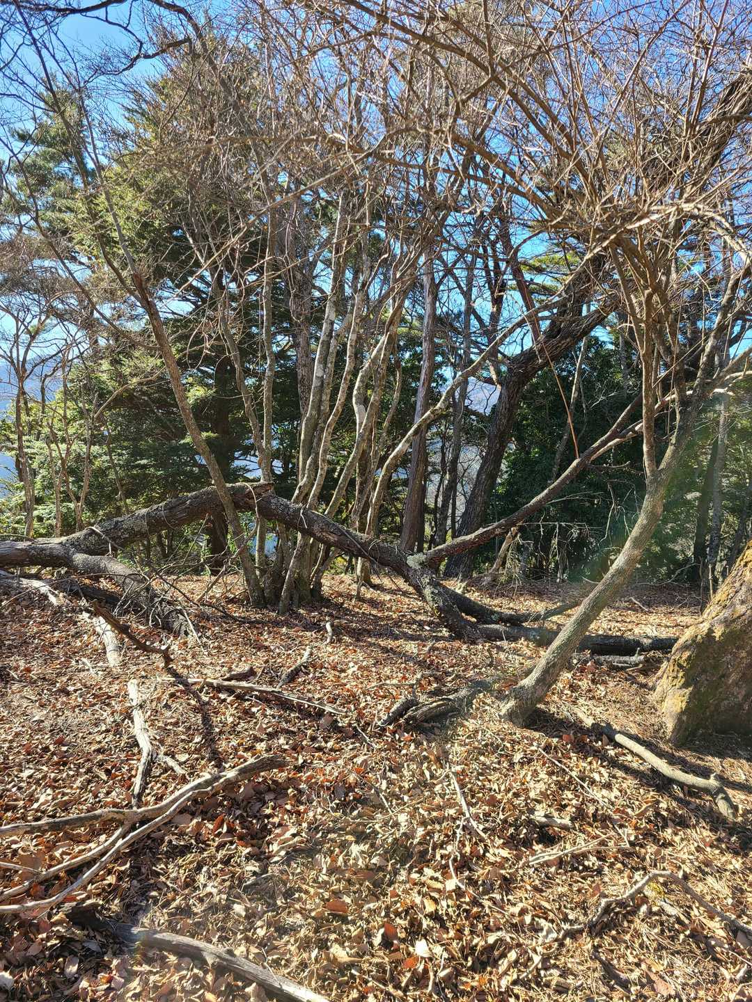 大沢ノ頭
何もございません