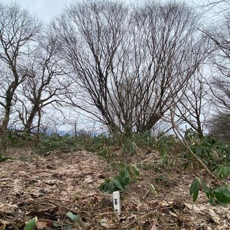 三角点と「モミジの王様🍁」の位置関係です　
近くの枝に🧵を結んでおきましたが、「モミジの王様🍁」から見えるかな⁉️　
ちなみに、「モミジの王様🍁」から「白い棒」は見えません、笹ヤブを越え、イバラの中に三角点があります