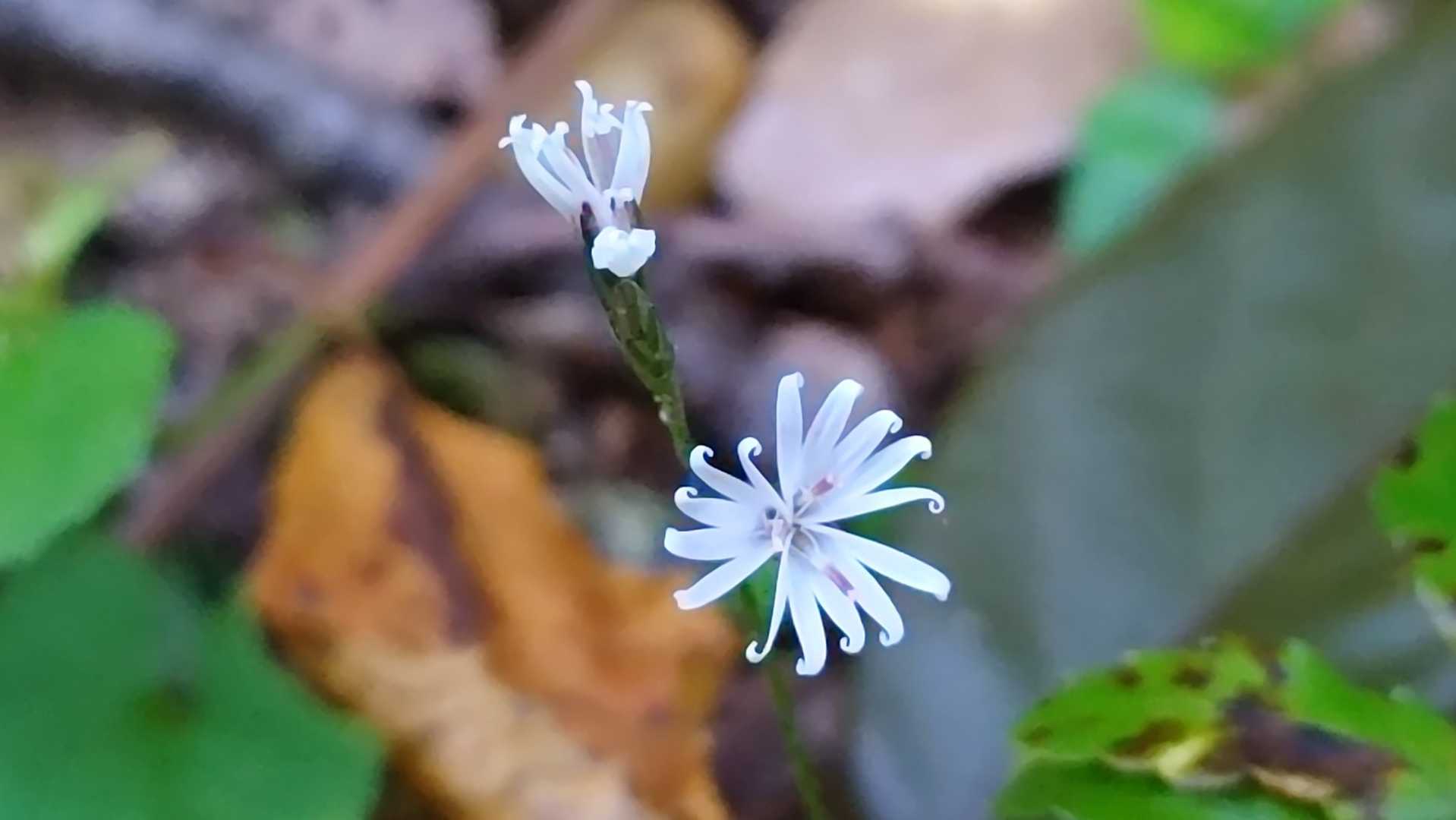 キッコウハグマ🌼
Googlelensより
めちゃ小さくて見逃すところでした💦