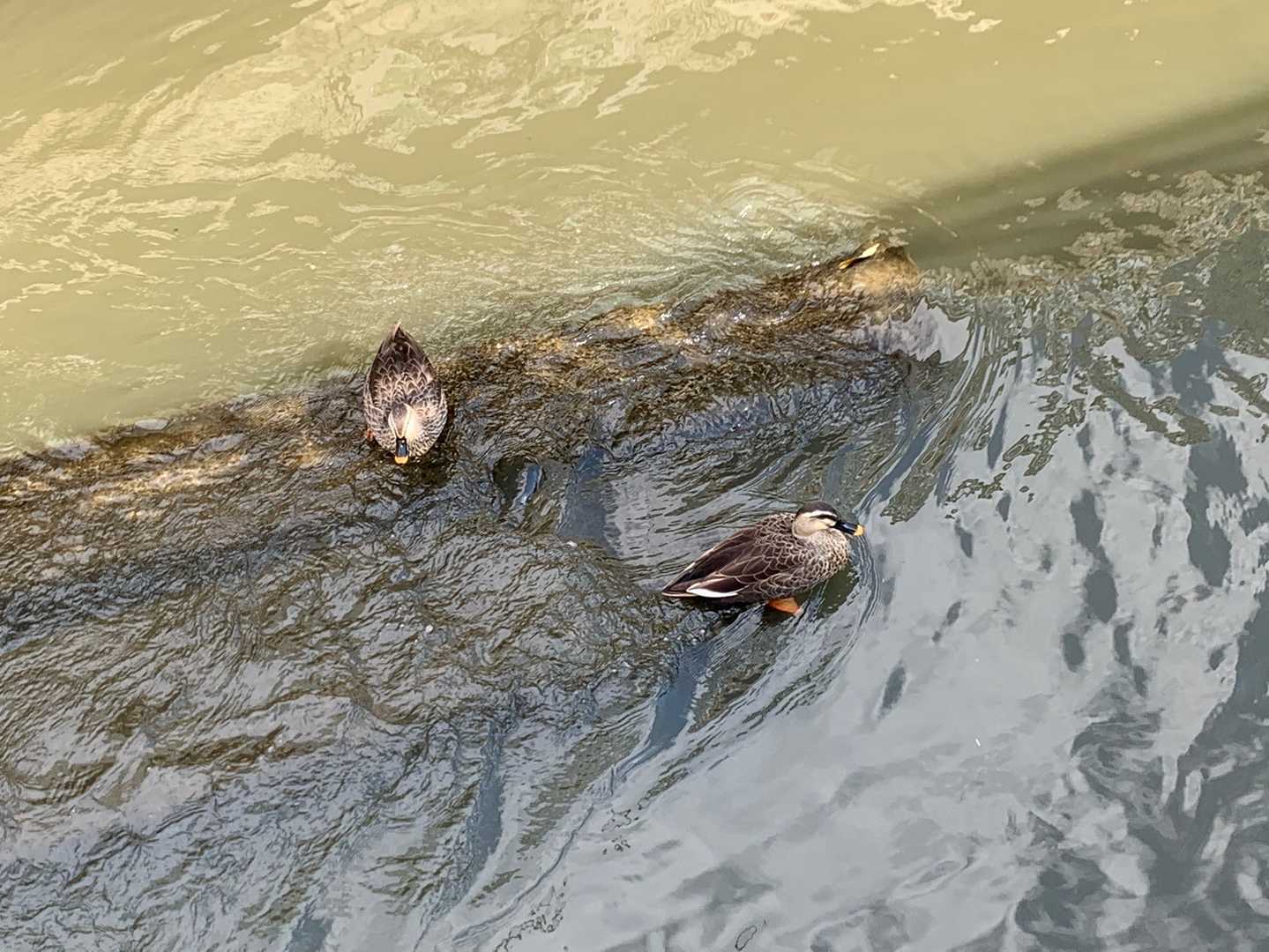 コロコロした鴨さん♪
水は冷たくないのかな…
