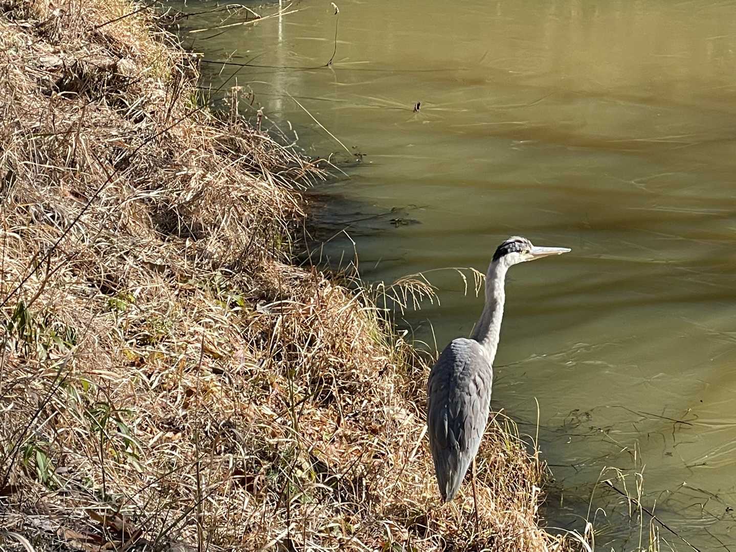 アオサギ