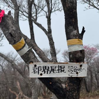 郡界尾根というところを下ります