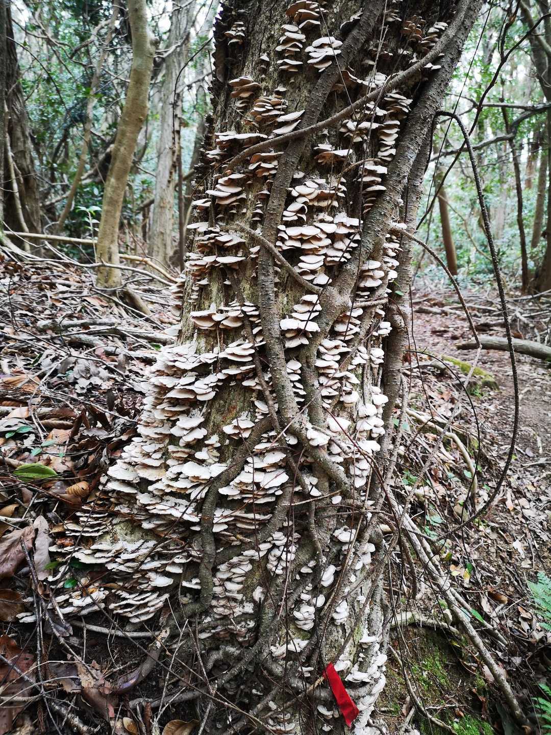 🍄