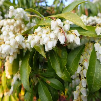 馬酔木

学名: Pieris japonica
科名: ツツジ科アセビ属
別名: アシビ、アセボ、アセミなど
開花時期: 2月〜4月頃（早春の花として知られています）
特徴: スズランに似た小さな壺状（釣鐘状）の白い花が、房になって垂れ下がるように咲きます。 

「馬酔木」の由来と注意点
漢字で「馬酔木」と書くのは、葉や茎に毒素（アセボトキシンなど）が含まれているためです。馬がこの葉を食べると、毒にあたって酔ったようにふらふらとした足取りになることに由来しています。 

花言葉

「犠牲」「献身」「清純な心」といった言葉があります。また、可憐な姿から「あなたと二人で旅をしましょう」というロマンチックな花言葉も持っています。 
