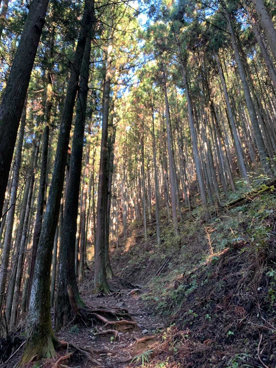 登りまーす