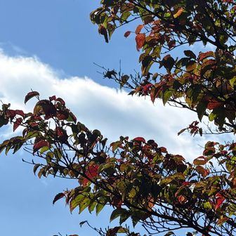 少しずつ紅葉始まってます