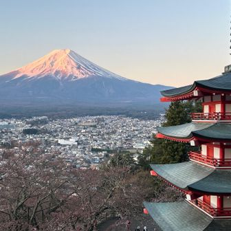 日の出後に少し陽の光を浴び、雪化粧した富士山が美しい✨ そして桜は満開ではないですが五重塔とのコラボも映える。