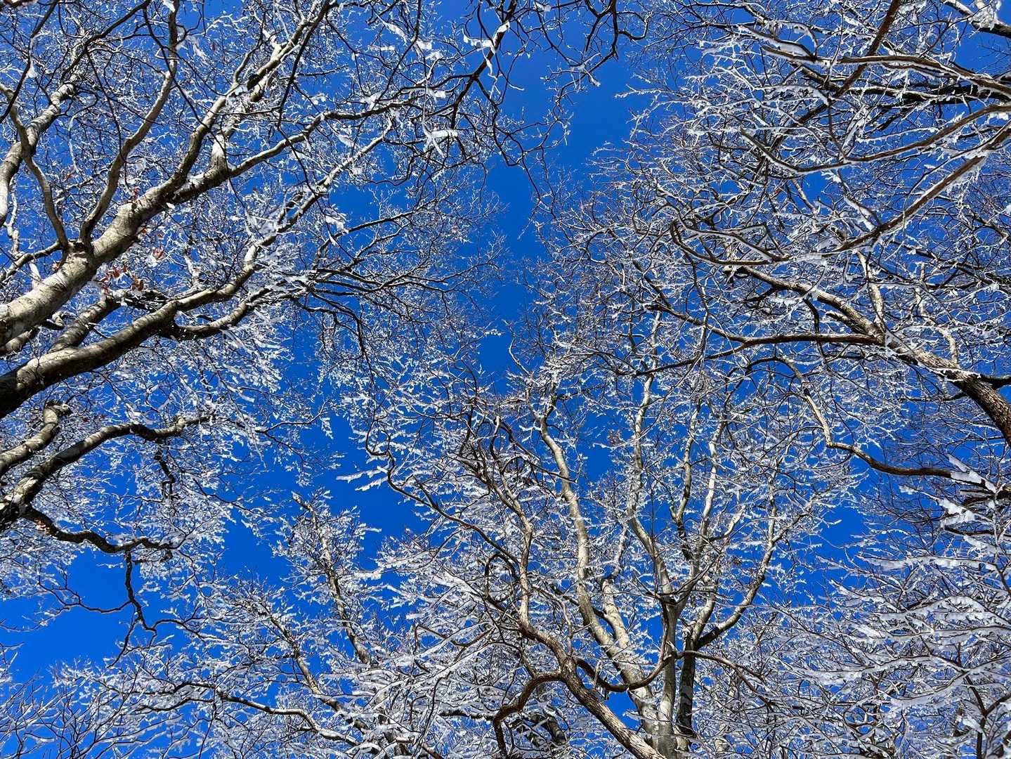 青空と霧氷の写真が撮れました🤭