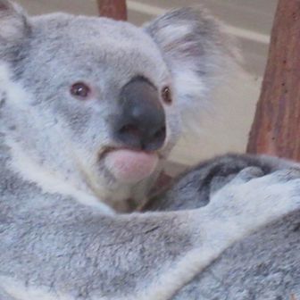 コアラ