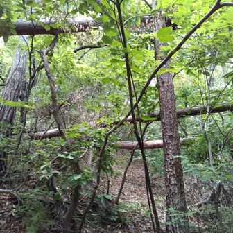 本堂上からの遊歩道
松がれによる倒木もありますが踏み跡はしっかりあります