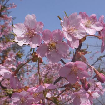 河津桜は満開🌸