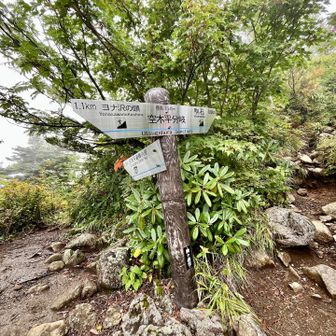 歩くこと5時間弱⏰空木岳分岐まで来てやっと樹林帯を抜けます😓ここまで、ご褒美もなく長かった〜🥲