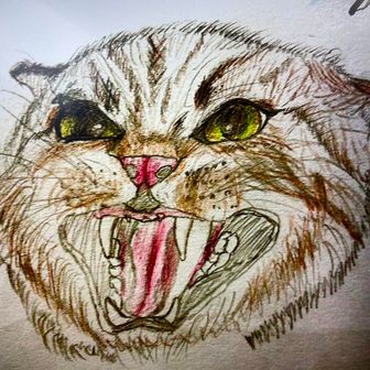 猫4匹家にいます。