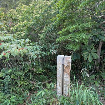 水芭蕉はないから行かない🤣