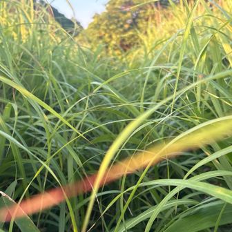 藪漕ぎ大変💦マダニついたぞ∑(°д゜)マジダニィ⁉