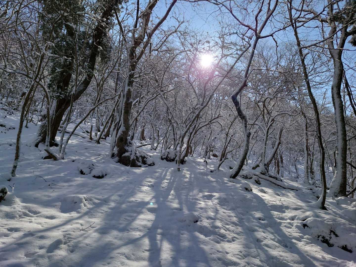 この後の急登は、雪の下の枯れ葉が滑りやすく登りにくい