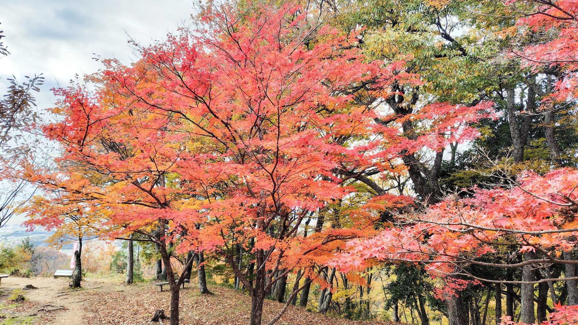 小谷山 往復コースの写真