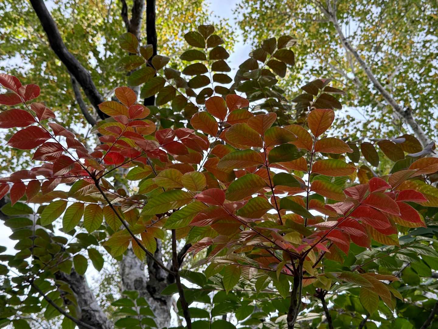 ほんのり🍁