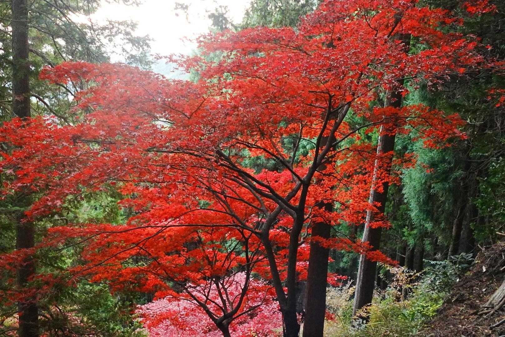 大山ケーブルカー 阿夫利神社駅-頂上登山口-大山 往復コースの写真
