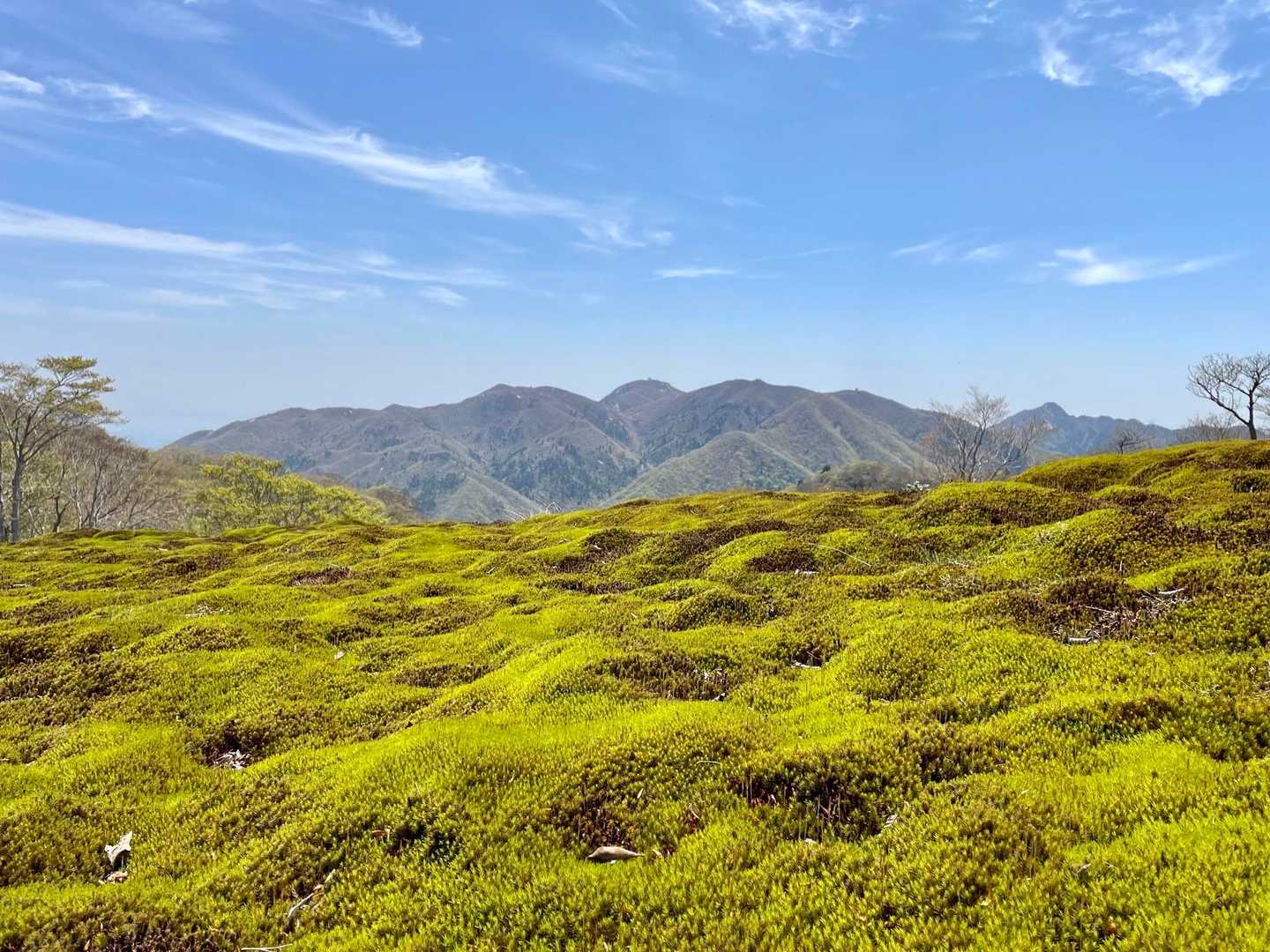 甲津畑登山口-杉峠-杉峠ノ頭-イブネ-クラシ-タイジョウ 周回コースの写真