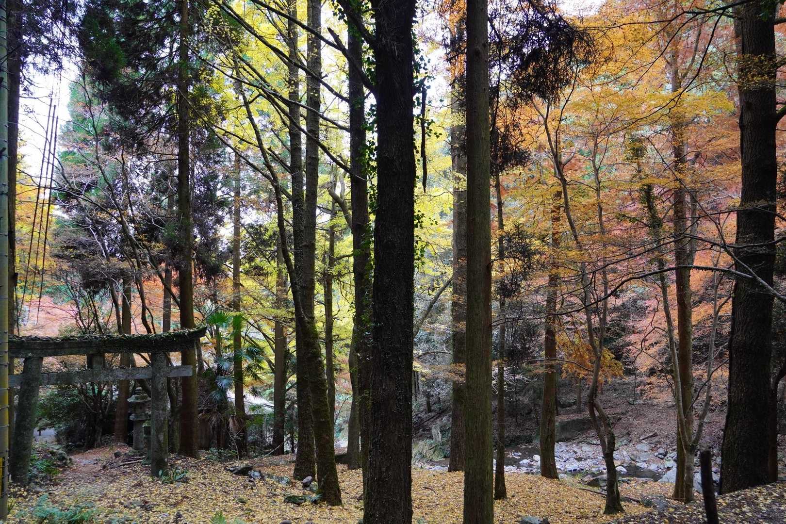 この辺りは紅葉🍁がいい感じ