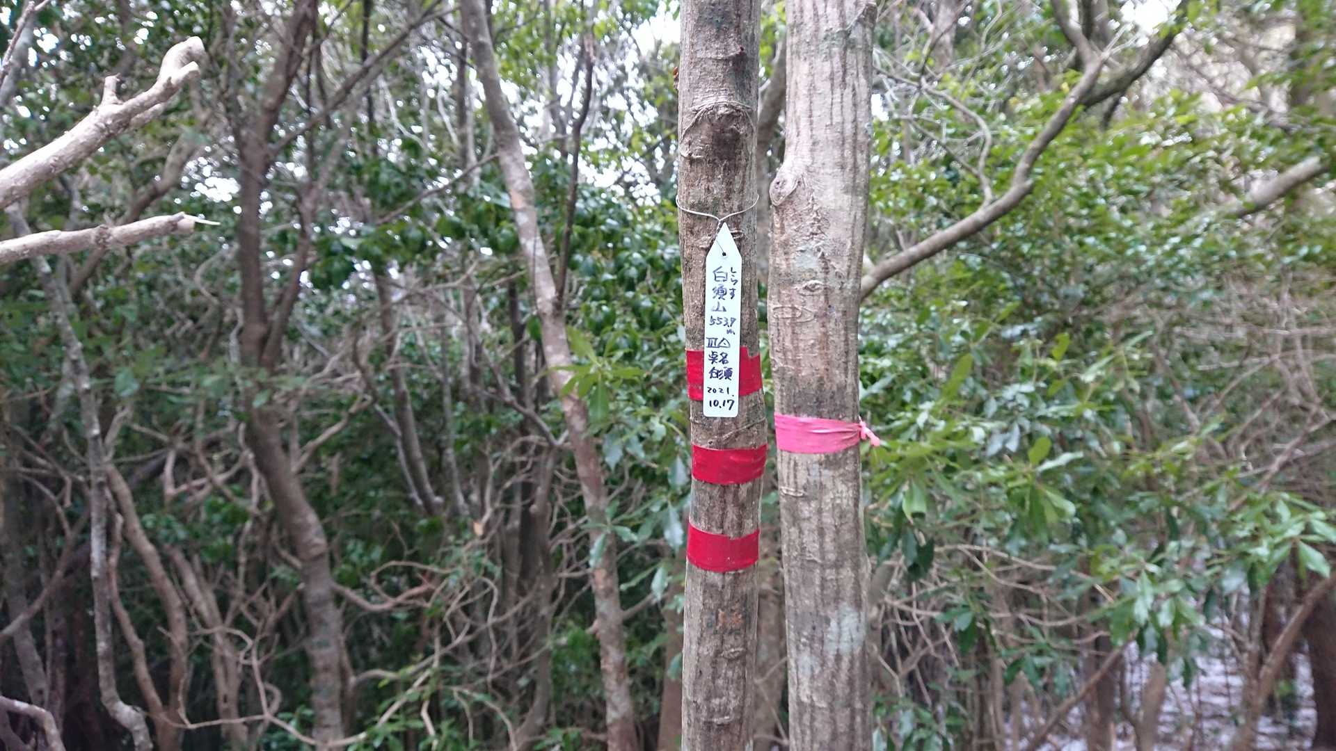白須山頂上