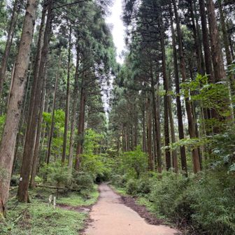 まっすぐ行けば芦ノ湖周回コースかな？
今回は左に逸れて登山口へ。