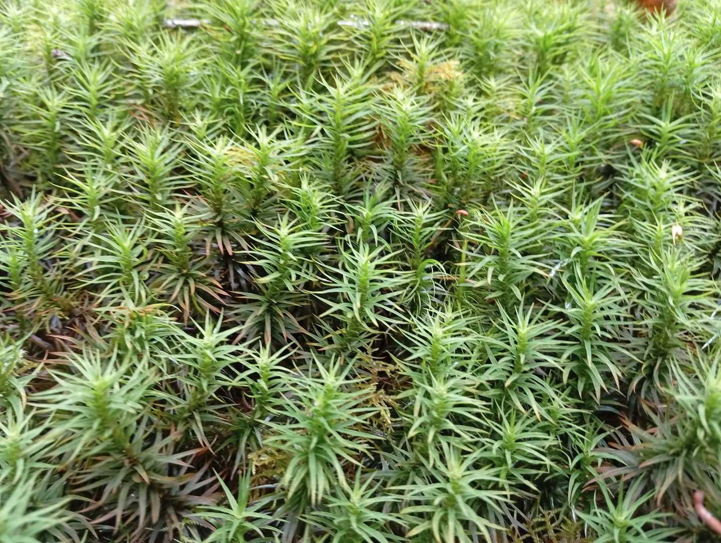 💚