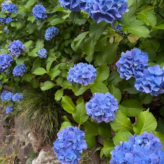 紫陽花が見頃です