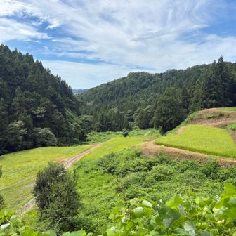 田んぼ！