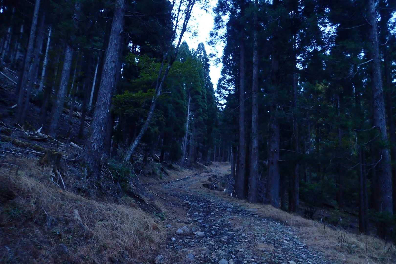 登山口からの林道
