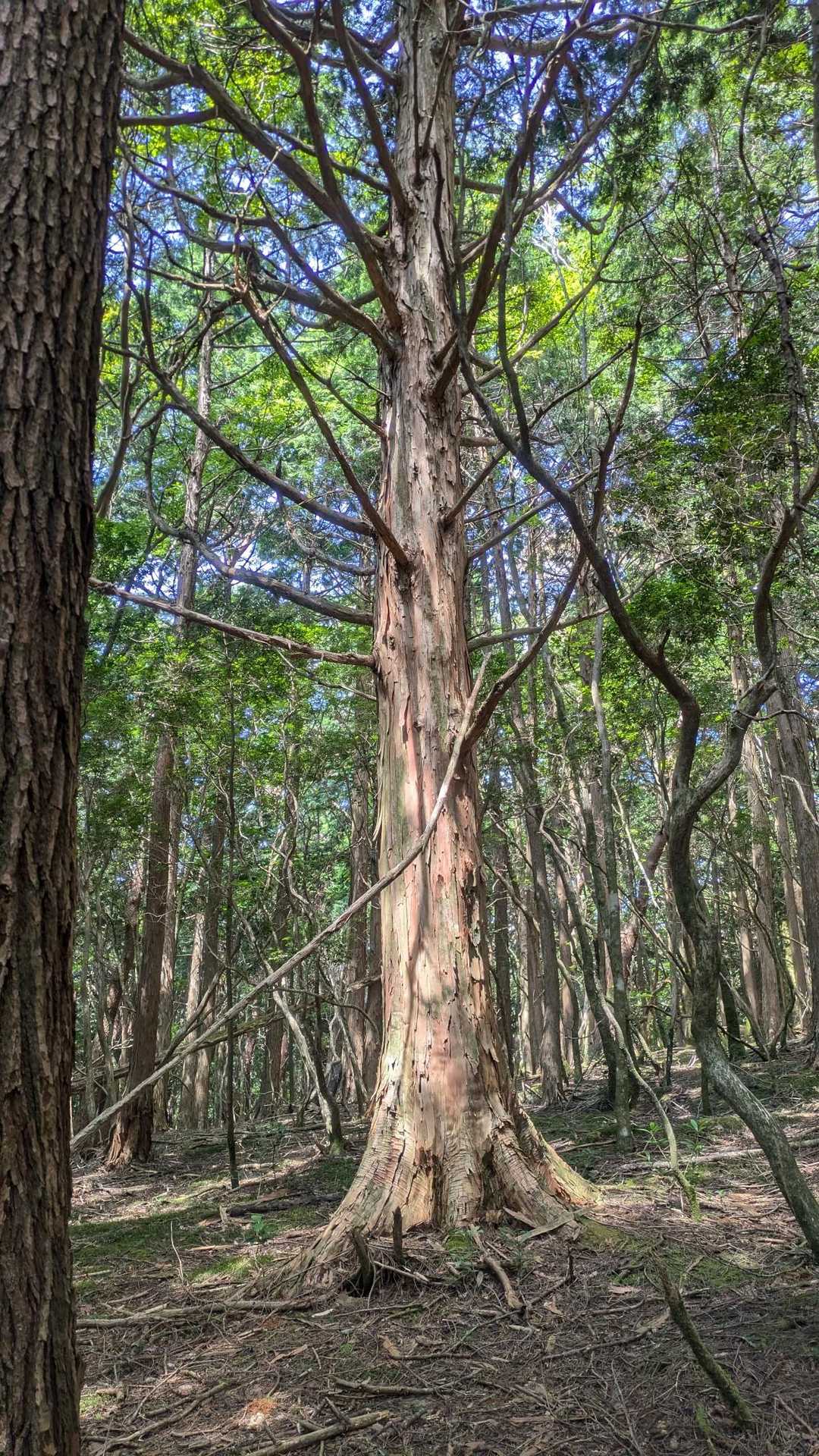 1本だけスター🕺のように目立ってる木