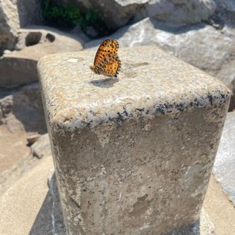 ミドリヒョウモンって言うんだ👀✨