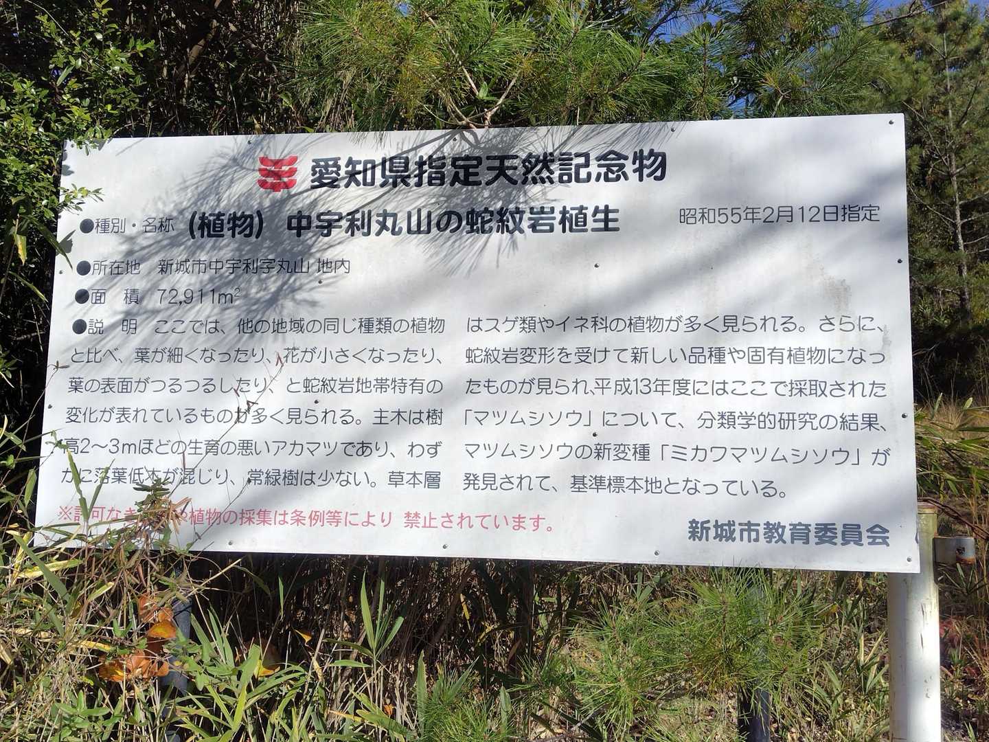 ミカワマツムシソウ にも逢えるかな♪