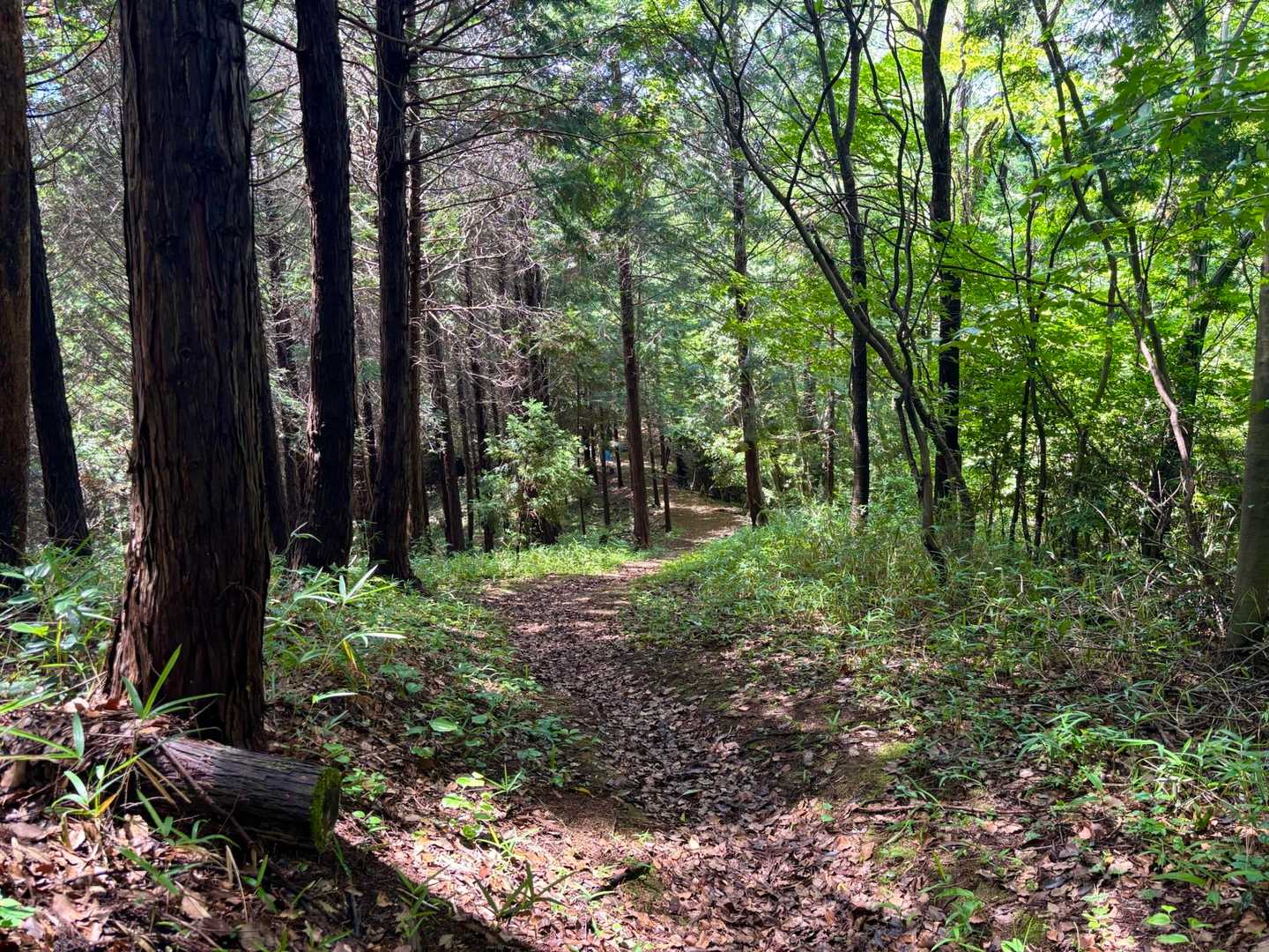 春日山-春日山城跡登山口 往復コースの写真