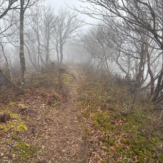 YAMAPの西峰はココ‼︎標は有りません💦