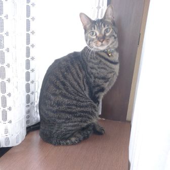 くまたん。