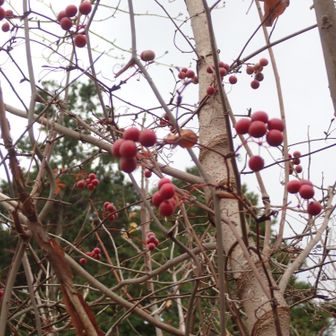 サルトリイバラの実。クリスマスっぽい