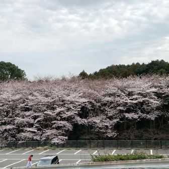 無料駐車場の桜も好きです😊
