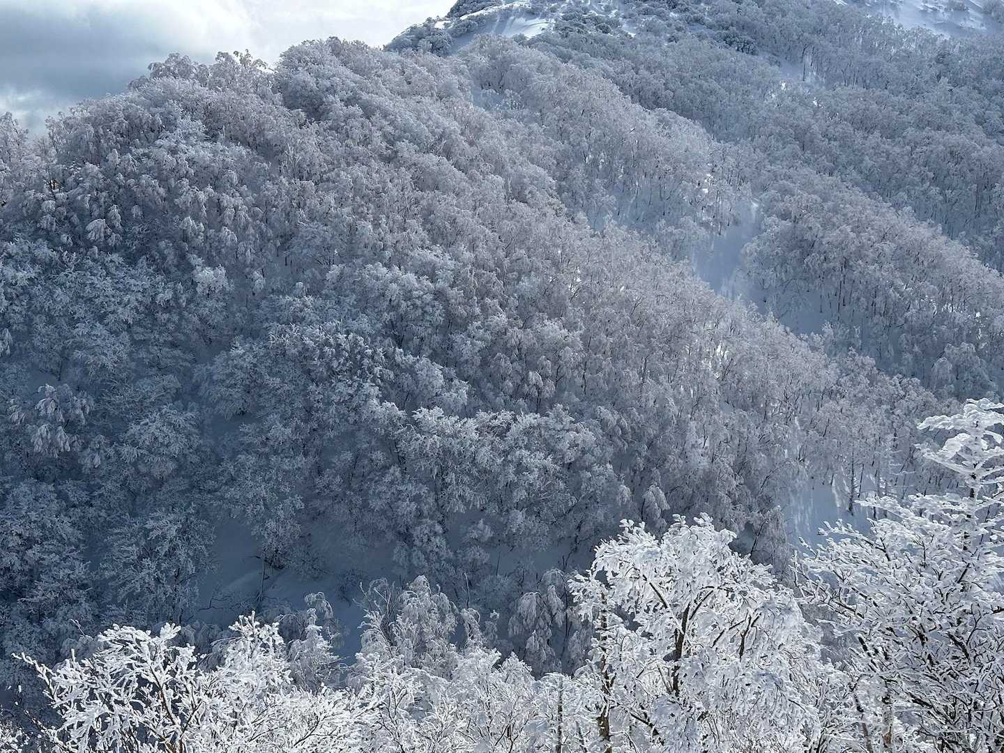 三嶺 往復コースの写真